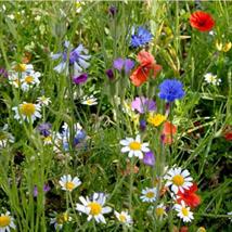 Colourful Annuals Wildflower Mix