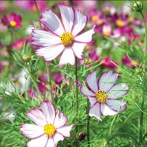 Suttons Cosmos Seeds - Tip Top Picotee