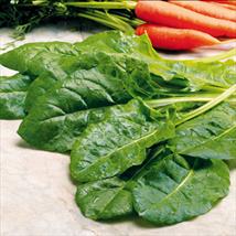 Suttons Spinach Seeds - Perpetual Spinach