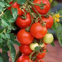 Suttons Tomato Seeds - Alicante (Indeterminate)