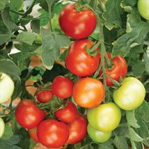 Suttons Tomato Seeds - Moneymaker (Indeterminate)
