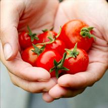 Suttons Tomato Seeds - Gardener's Delight (Indeterminate)