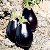 Aubergine F1 Galine