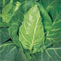Cabbage Greyhound