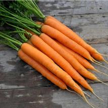 Carrot Amsterdam Forcing 3