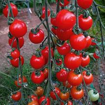 Tomato Sweet Aperitif (Indeterminate)