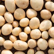 Caledonian Pearl - Salad Crop 2nd Early 1kg