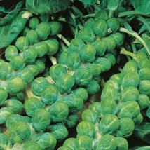 Country Value Brussels Sprout Evesham Special