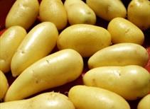 Charlotte - Salad Crop 2nd Early 1kg