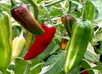 Chilli Pepper Seeds - Hot Rod