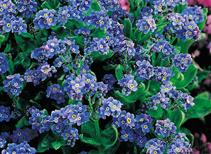 Forget-Me-Not Seeds - Spring Symphony Blue