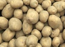 Marfona - Second Early 1kg