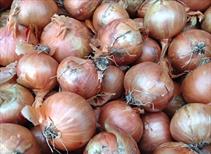 Red Sun Shallots