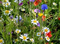 Colourful Annuals Wildflower Mix