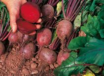 Beetroot