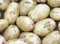 Cara - Main Crop 1kg