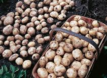 Formost - First Early 1kg