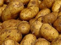 Maris Piper - Main Crop 1kg