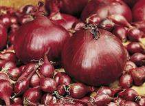 Onion and Shallot Sets