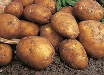 Rocket - First Early