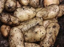 Sharpes Express - First Early 1kg