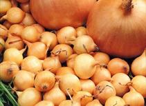 Sturon Onion Sets 100g