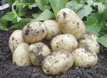 Swift - First Early 1kg