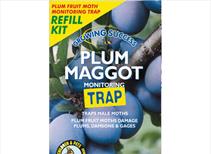 Plum Maggot Trap